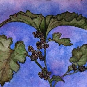 “Cocklerbur” Watercolor Notecard